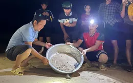 Hỗ trợ đưa 11 chú rùa con về với biển