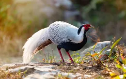 Quy định của pháp luật về gà lôi trắng thuộc danh mục nguy cấp, quý hiếm