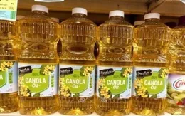 Trung Quốc áp thuế chống bán phá giá sơ bộ 75,8% đối với hạt cải dầu của Canada