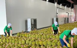 Xuất khẩu sầu riêng tăng trưởng mạnh trở lại