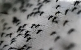 Trung Quốc thả muỗi "vô sinh" để kiềm chế dịch chikungunya