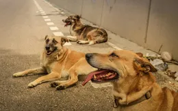 Ấn Độ di dời hàng nghìn con chó hoang khỏi khu vực thủ đô
