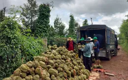 Đắk Lắk siết chặt quản lý sầu riêng vụ 2025, ngăn chặn ép giá và gian lận mã vùng trồng