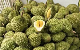 Đồng bộ quy trình để xuất khẩu sầu riêng bền vững