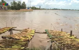 Sống thuận thiên theo mùa nước ở Đồng Tháp