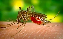 Cứu sống bé 6 tuổi sốt xuất huyết Dengue nặng biến chứng hội chứng thực bào máu hiếm gặp