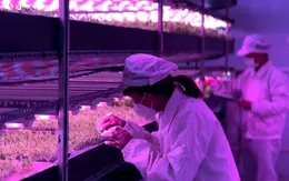 Indoor Farm – Khởi đầu của kỷ nguyên nông nghiệp đô thị thông minh tại Việt Nam