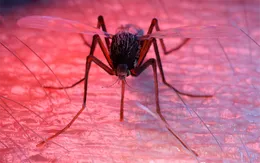 Muỗi nhỏ - Mối đe dọa lớn!
