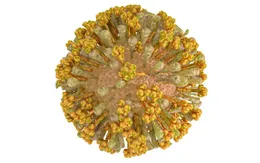 Infographic: Các triệu chứng của bệnh chikungunya