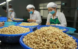 Kim ngạch xuất khẩu hạt điều tăng mạnh