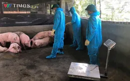 Lai Châu căng mình chống dịch tả lợn Châu Phi