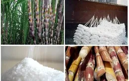 Thủ tướng: Nghiên cứu hỗ trợ doanh nghiệp mía đường duy trì sản xuất bền vững