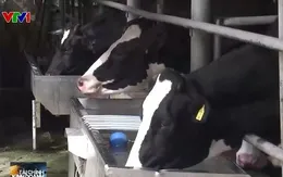 Nắng nóng ảnh hưởng tới sản lượng nông nghiệp nhiều nước