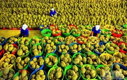 Rau quả Việt xuất sang Mỹ thu về hơn 300 triệu USD