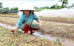 Bắc Bộ và Bắc Trung Bộ có gần 113.000 ha cây trồng bị ngập úng