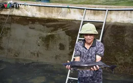 Người nuôi cá tầm Lai Châu gặp khó
