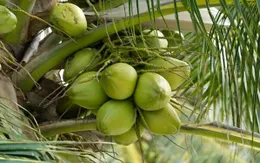 Xuất khẩu dừa Việt Nam đứng thứ 5 thế giới