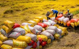 Gạo Việt mở rộng thị phần nhờ chất lượng