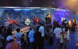 Bảo tàng Hải dương học mở cửa miễn phí khu trưng bày “ Đại dương kì bí "