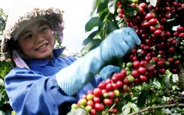 Xuất khẩu cà phê lập kỷ lục 6,42 tỷ USD