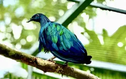 Vườn quốc gia Côn Đảo tiếp nhận 5 cá thể chim bồ câu Nicoba quý hiếm