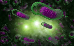 Bộ Y tế khuyến cáo phòng ngừa bệnh tả