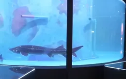 Trung tâm "Nước Nga" mở cửa tại vùng Viễn Đông