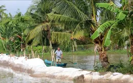 Vĩnh Long: Sạt lở kết hợp triều cường gây ảnh hưởng đời sống người dân