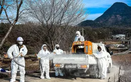 Hàn Quốc ban bố cảnh báo đỏ do phát hiện ca dịch tả lợn châu Phi