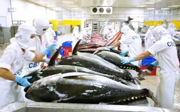 Thủ tướng chỉ đạo kịp thời tháo gỡ khó khăn cho xuất khẩu cá ngừ