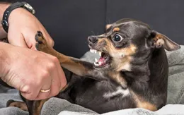 Bộ Y tế: 58 người tử vong vì bệnh dại trong 9 tháng qua