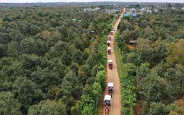 Nồng nàn hương sầu riêng Đắk Lắk