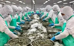 Xuất khẩu tôm 8 tháng đạt gần 3 tỷ USD