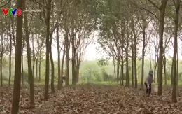 Ngành cao su gỡ nút thắt xuất khẩu