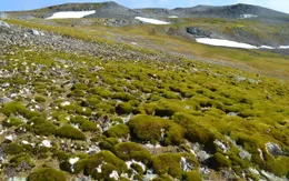 Vì sao những mảng xanh ở Nam cực ngày càng lan rộng?