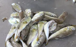 Ngộ độc cá nóc - hồi chuông cảnh báo từ cái chết thương tâm