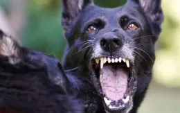 Mỹ theo dõi 14 ổ dịch bệnh dại tiềm ẩn tại 20 bang