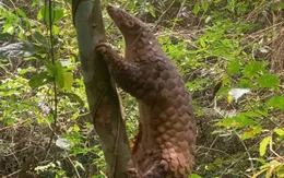 Thả 6 cá thể động vật hoang dã, quý hiếm về môi trường tự nhiên