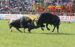 Lễ hội chọi trâu Đồ Sơn 2025: Đảm bảo văn minh, an toàn, không bạo lực