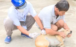 Bệnh dại: Hiểu rõ để phòng tránh nguy cơ