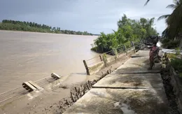 Vinh Long công bố tình huống khẩn cấp sạt lở bờ kè sông Giao Hòa
