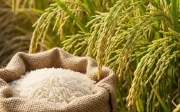 Sản lượng lúa của Philippines cao kỷ lục