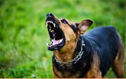 Vaccine phòng bệnh dại không gây hại