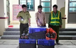 Thu giữ gần 170 cá thể động vật hoang dã vận chuyển trái phép