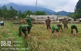 Thanh Hóa: Công an gặt lúa giúp dân trước khi bão số 10 đổ bộ