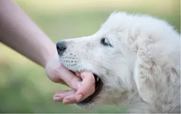 Những ngộ nhận và sự thật về bệnh dại