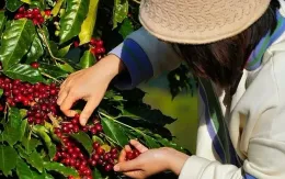 Cà phê Việt khẳng định vị thế trên thị trường thế giới