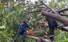 Hơn 6.000 cây xanh gãy đổ sau bão số 10, Nghệ An đẩy nhanh công tác thu dọn