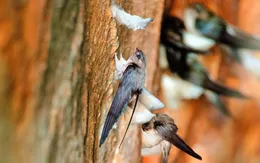 Khánh Hòa khẩn trương thành lập Tổ phản ứng nhanh bảo vệ chim Yến