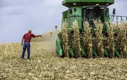 Nhà Trắng dự định tung gói cứu trợ nông dân hàng chục tỷ USD giữa căng thẳng thương mại